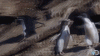 tumblr_mwl21fIl051s7y8efo8_400.gif