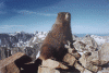 marmot.gif