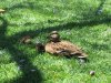 IMG_1102.JPG IMG_1102.JPG