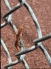 Lizard.JPG