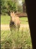 Sana zebra.JPG