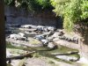 Ak crocodiles.jpg