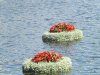 Epcot flowers 13.JPG