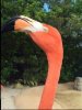 Flamingo.JPG