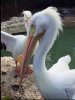 Pelican.JPG