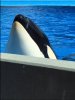 Shamu.JPG