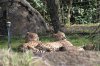 Cheetah.jpg