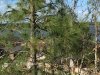Tree view.jpg