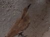 AK bird.JPG