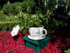 Tea cup planter 60.jpg