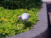 ibis 75.jpg