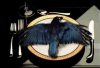 upload_2017-5-11_0-41-23.png
