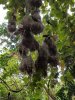 weaver birds 60.jpg