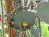 Flowering Cactus2.JPG