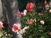 DSCF4616.JPG