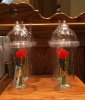rose_cup.jpg