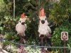 Epcot cockatiel topiary.jpg