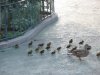 mama and babies.jpg