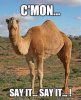 humpday.jpg