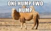 2hump.jpg