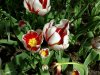 tulipcopy.jpg