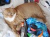 stevie packing.jpg