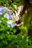 WDW-132.jpg
