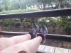20170617_174856-800x600.jpg