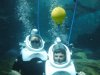 Discovery Cove alice & davy balloon.jpg Discovery Cove alice & davy balloon.jpg