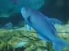 Discovery Cove blue fish.jpg