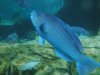 Discovery Cove blue fish.jpg Discovery Cove blue fish.jpg