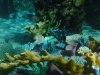 Discovery Cove coral.jpg Discovery Cove coral.jpg