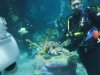 Discovery Cove instructor and fish.jpg Discovery Cove instructor and fish.jpg