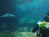 Discovery Cove instructor and sharks.jpg Discovery Cove instructor and sharks.jpg