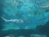 Discovery Cove sharks & fish.jpg Discovery Cove sharks & fish.jpg