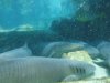 Discovery Cove sleeping sharks 2.jpg Discovery Cove sleeping sharks 2.jpg