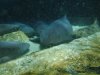 Discovery Cove sleeping sharks.jpg Discovery Cove sleeping sharks.jpg