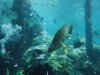 Discovery Cove ugly fish 2.jpg