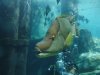 Discovery Cove ugly fish 3.jpg