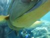 Discovery Cove ugly fish 4.jpg