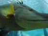 Discovery Cove ugly fish 5.jpg