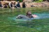 Discovery Cove alice & cindy dolphin swimming.jpg
