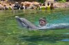Discovery Cove davy & cindy dolphin swimming.jpg
