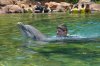 Discovery Cove davy & cindy dolphin swimming 2.jpg