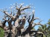 AK safari tree full of birds.JPG
