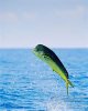 upload_2017-6-20_7-51-45.jpeg