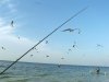 birds.jpg