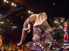 AK FotLK elephant.JPG