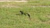 iguana.jpg
