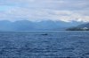 juneau9.jpg